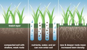 lawn aeration