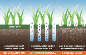lawn aeration