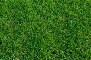 Florida Grass Bermuda
