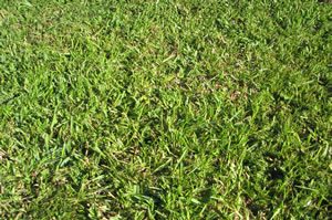 Florida Grass Centipede