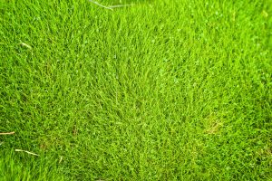 Florida Grass Zoysia