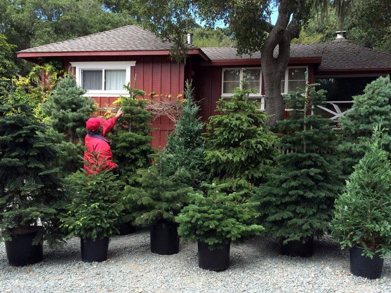 Living Christmas Trees