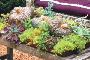 Florida Fall Patios