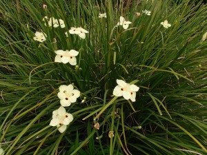 african-iris