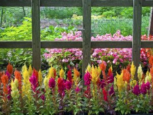 florida annual flowers