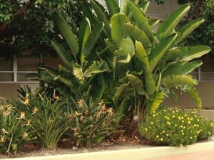 pool landscaping ideas