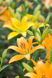Orlando Landscaping