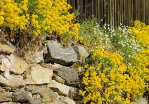 full sun landscaping