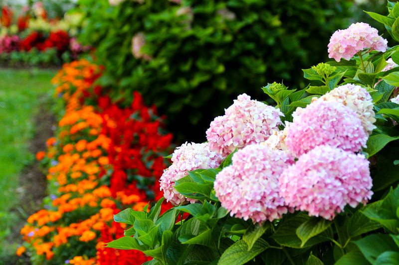 Beautiful Florida Annual Flowers, How To Plant A Flower Garden In Florida