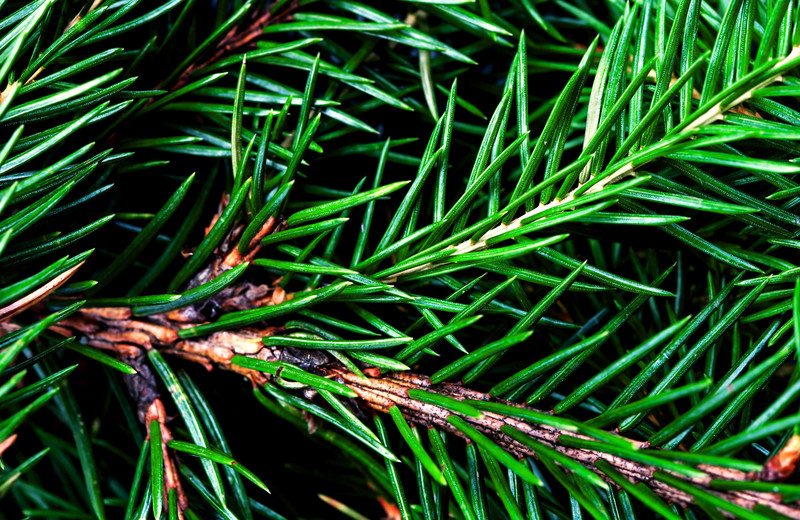 Recycled Christmas Trees Needles