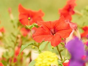 Orlando Landscaping