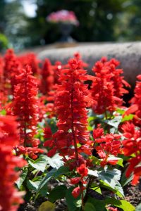 Orlando Landscaping