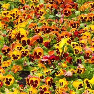 Orlando Landscaping
