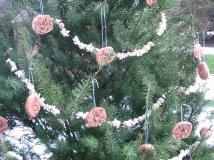 Recycle Christmas Trees