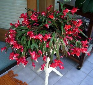 Holiday Decor Outdoors