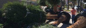 Commercial Landscape Construction