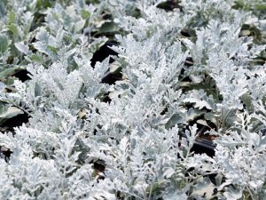 Winter Plants