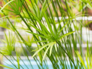 pool landscaping ideas