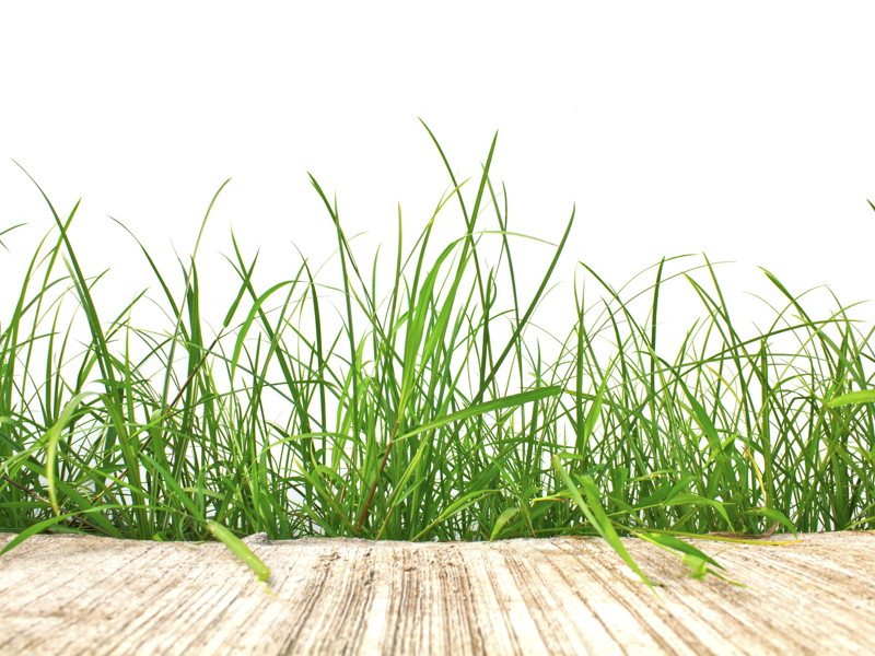 spring lawn care tips