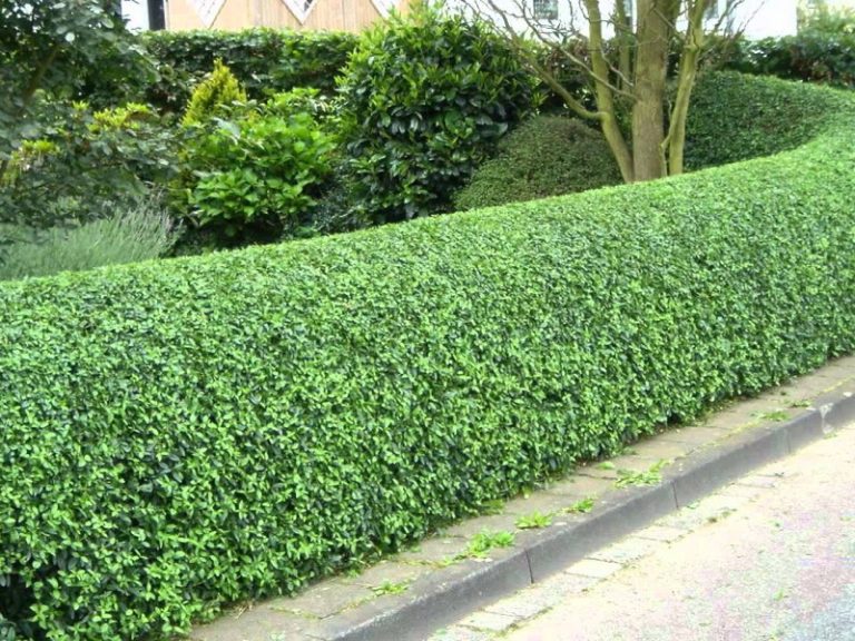 Spring Lawn Care Tips How To Trim Your Hedges Like A Pro Roedell's