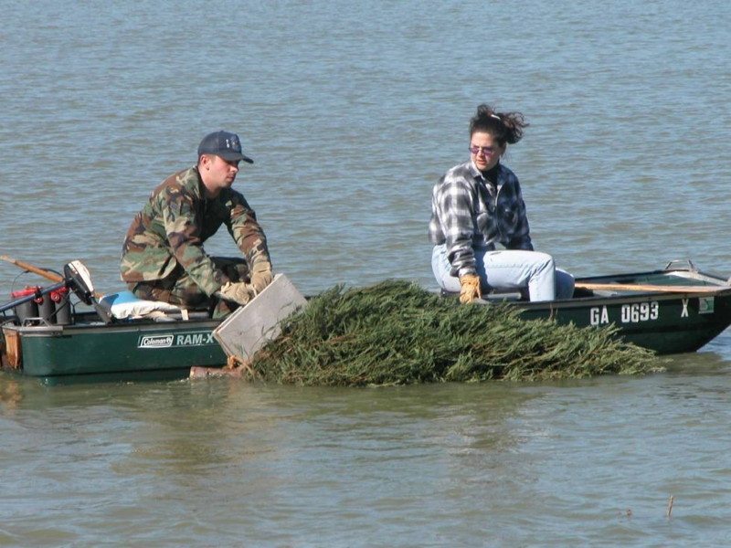 Recycle Christmas trees in water