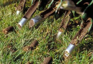 spring lawn care tips
