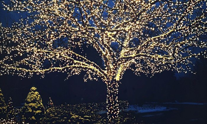 Tree Lights for Outdoor Holiday Decorating Ideas