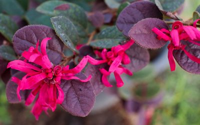 Four Great Plants to Make Your Florida Landscape Design Beautiful!