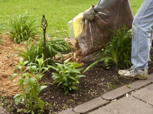 spring lawn care tips