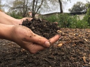 sprig lawn care tips