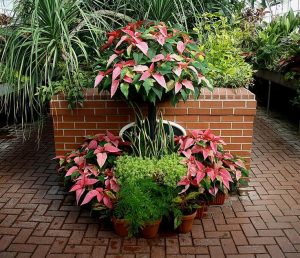 Holiday Decor Outdoors