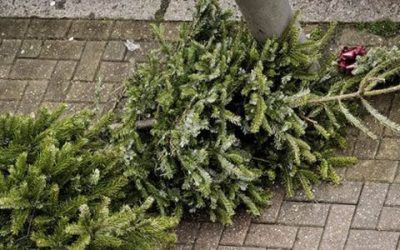 Great Ways to Recycle Christmas Trees