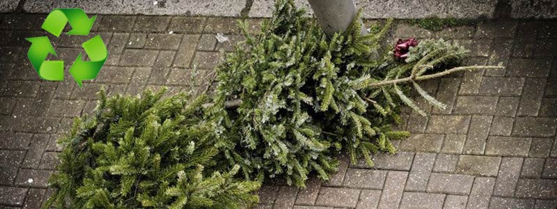 Great Ways to Recycle Christmas Trees