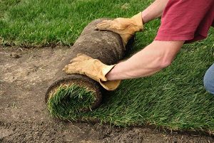 Sod Installation