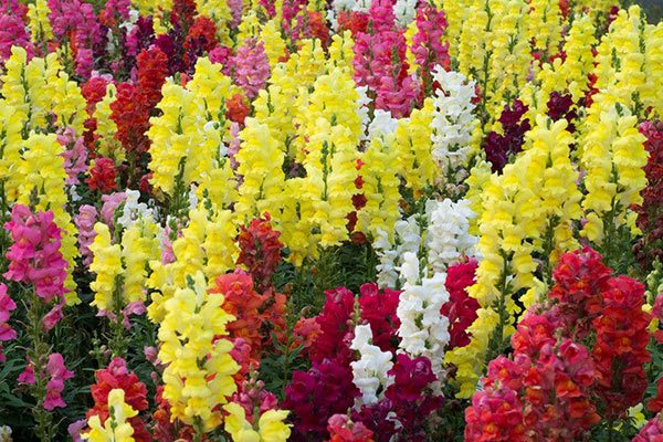 Snapdragon