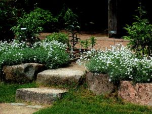 full sun landscaping
