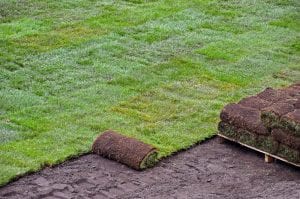 Best Florida Grass