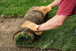Fresh Sod