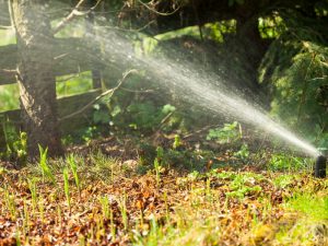 spring lawn care tips