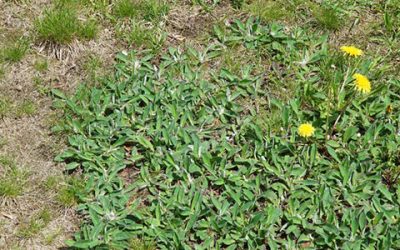 Top 5 Reasons Your Lawn Looks Ugly!