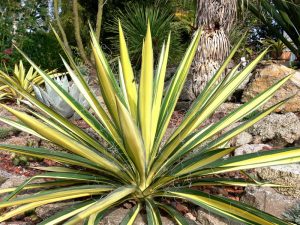 pool landscaping ideas